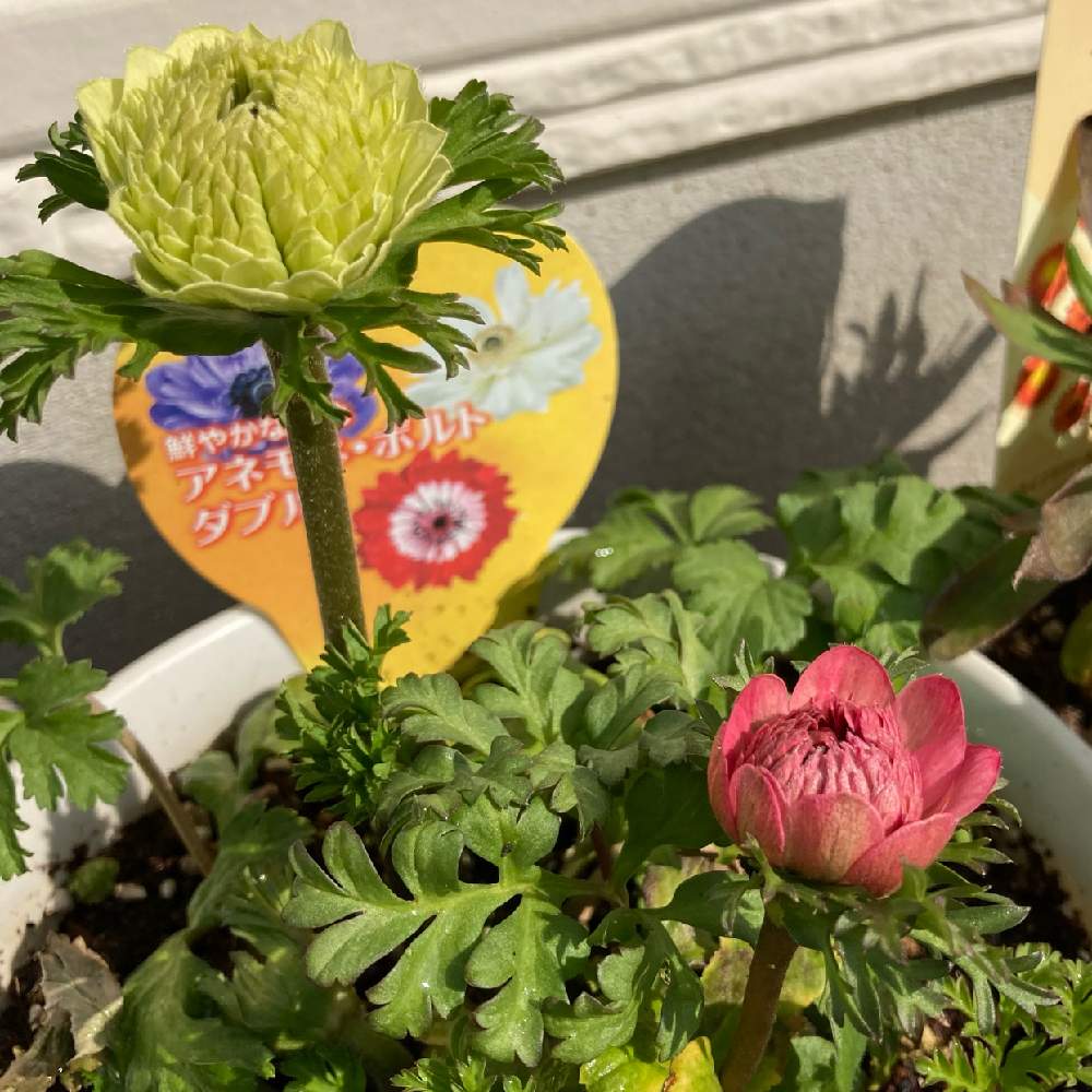アネモネ ポルトダブルの投稿画像 By あおふみさん テラスとつぼみと毎日の癒しと待ってるよ とわくわく とつぼみと毎日の癒しと待ってるよ とわくわく 21月2月日 Greensnap グリーンスナップ Greensnap グリーンスナップ