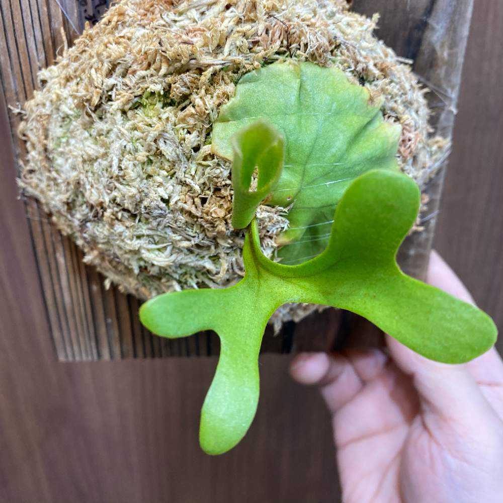 P. ridleyi 胞子培養 成長記録 2023.8.5 🔚🔚🔚｜🍀GreenSnap