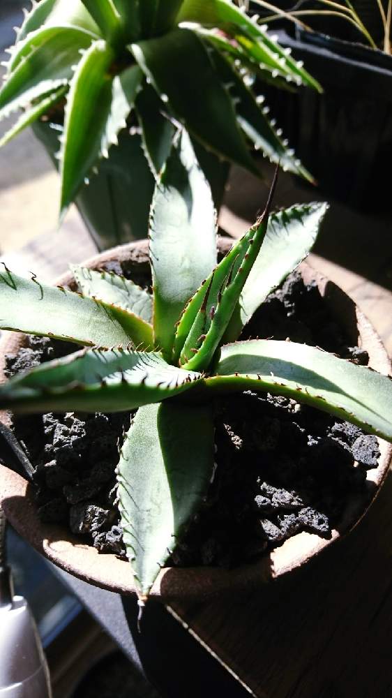 多肉植物の投稿画像 By Utaさん アガベ 屈原の舞扇とハイブリッドとagaveholicとagaveと笹の雪とagaveloverとアガベ属 21月2月日 Greensnap グリーンスナップ