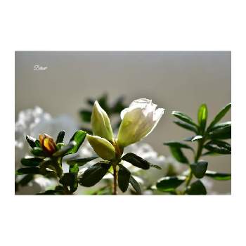Botanii's houseplants*の画像 by Botanii*さん | 窓辺とアザレアと心奪われたお花と咲いたよと私の癒しと可愛いお花❀とBotanii's houseplants*とアザレア*と白いお花と花のある暮らし