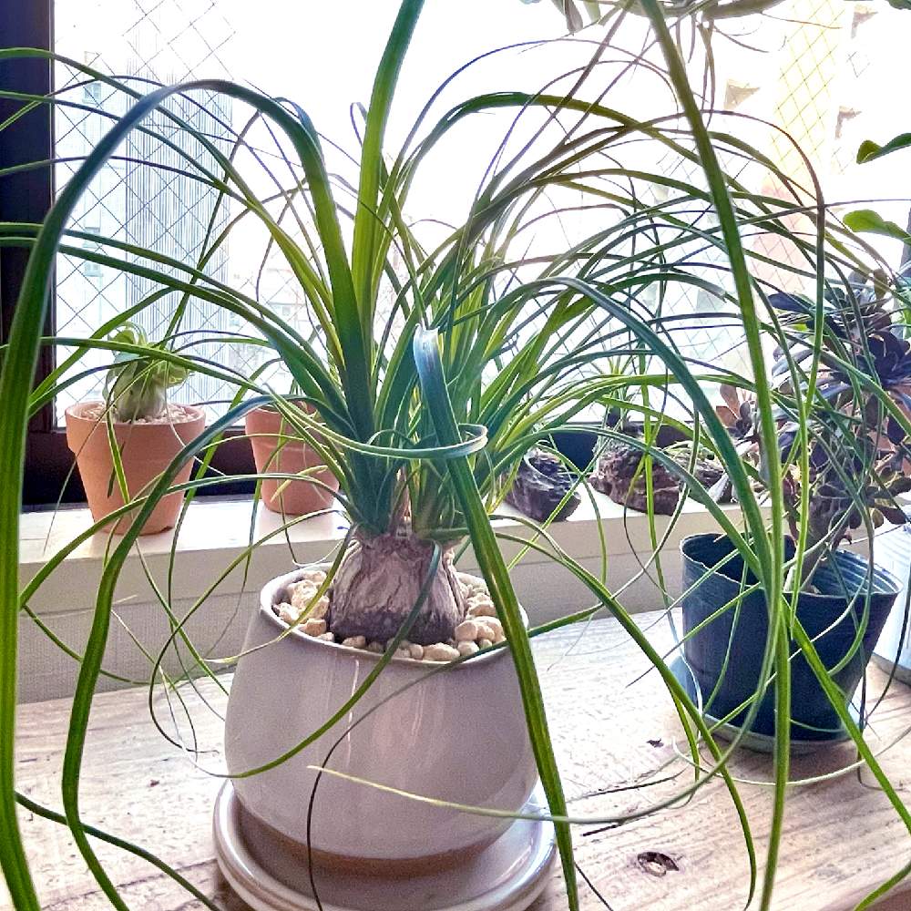 トックリランの投稿画像 By Suzuさん トックリラン ポニーテール とトックリラン ノリナと観葉植物がスキと観葉植物のある暮らしと トックリランとおうち園芸 21月2月日 Greensnap グリーンスナップ