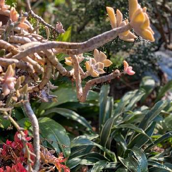 新しいコレクション 万年青 花が咲かない 万年青 花が咲かない