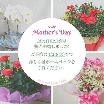 ブーゲンビリア の投稿画像一覧 Greensnap グリーンスナップ