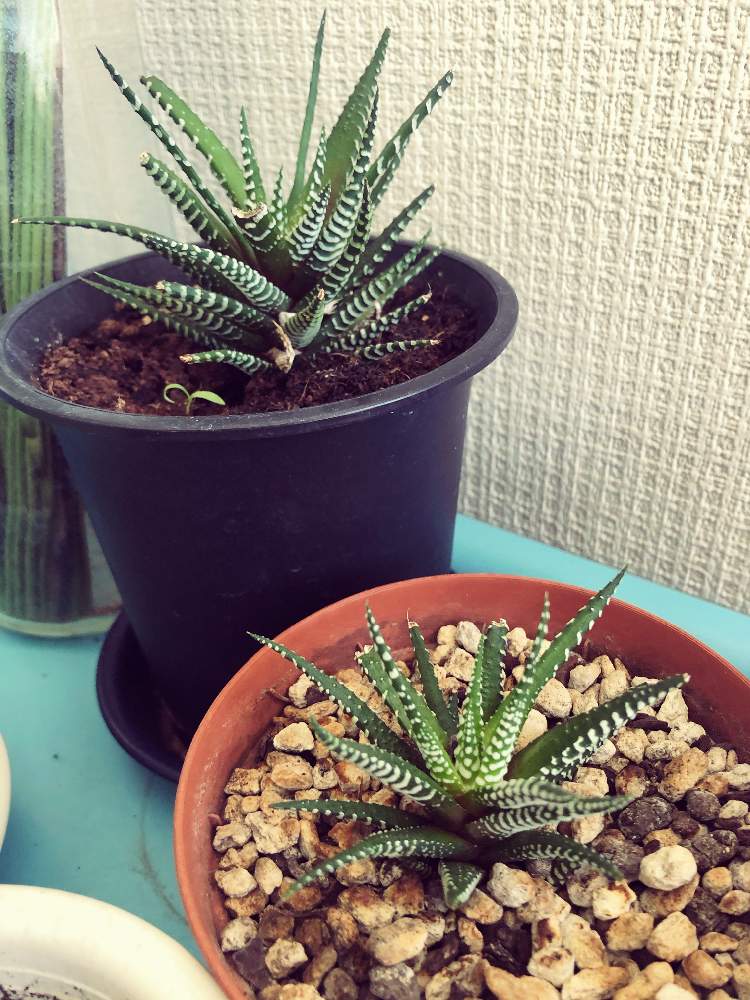 十二の巻の投稿画像 By Kzさん 室内グリーンと癒しとハオルチア増殖中と多肉植物 ハオルチアと緑のある暮らしと 十二の巻と花のある暮らしと室内管理と ハオルチア 21月2月日 Greensnap グリーンスナップ