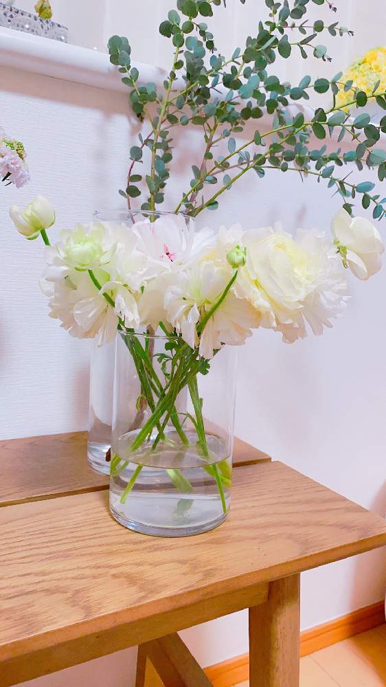 ラナンキュラスの投稿画像 By Niki 可愛いお花屋さんが好きさん ユーカリと花の飾り方とガラスの花瓶とお花のある生活と花は癒やし と切り花と花の飾り方とガラスの花瓶とお花のある生活と花は癒やし と切り花 21月2月日 Greensnap グリーンスナップ