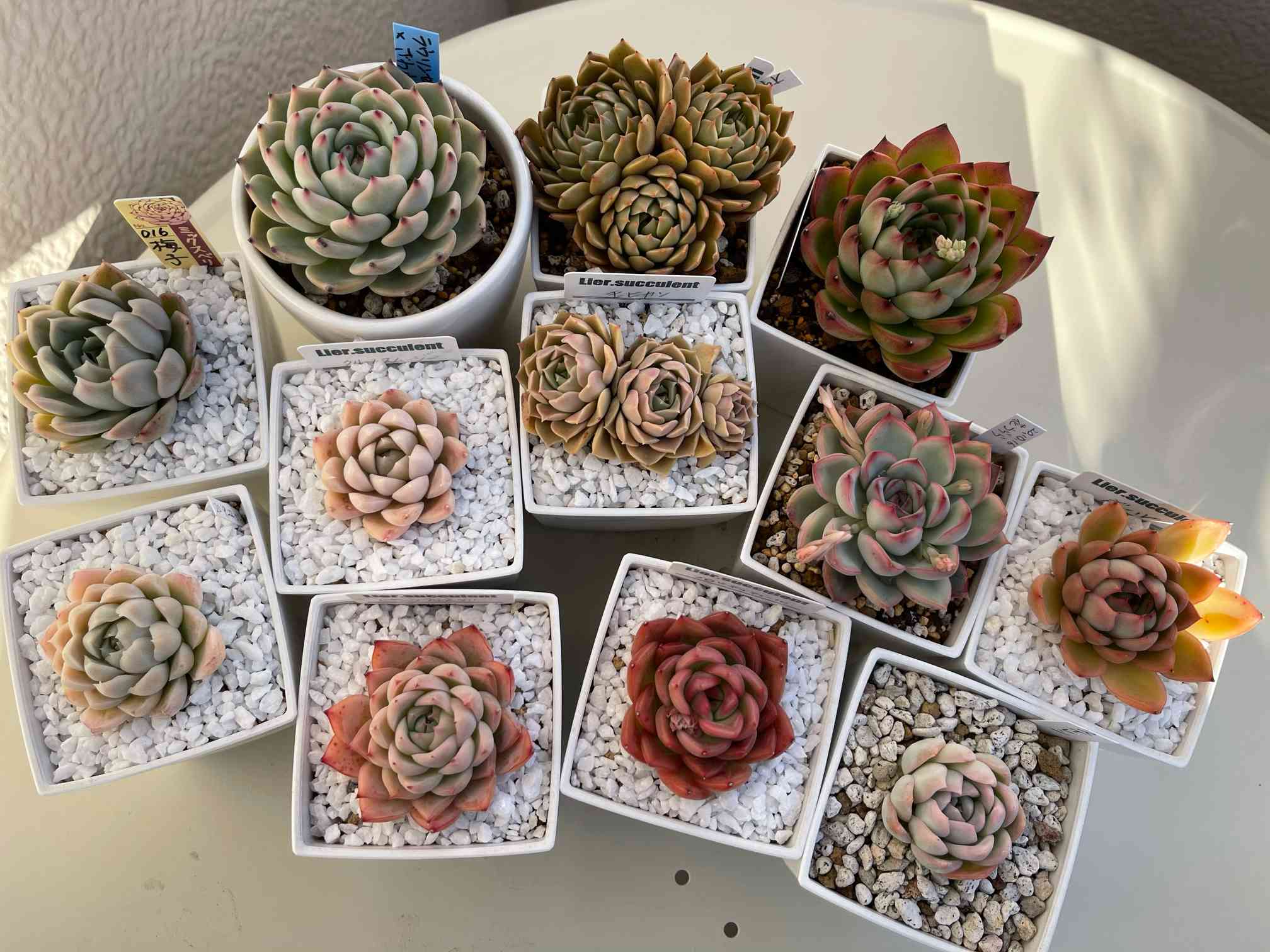 多肉植物 カワイイ紅葉コンビ♡フーケリー とチョコレートボール♫