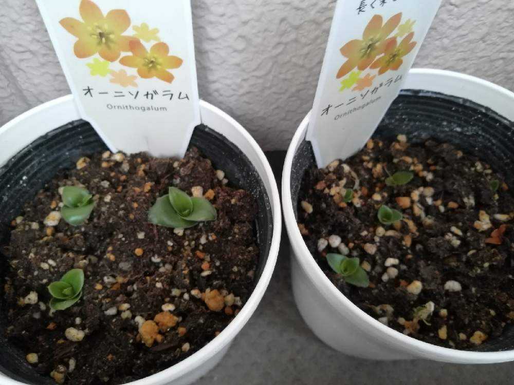 オーニソガラム再生物語 Greensnap グリーンスナップ オーニソガラム再生物語 Greensnap グリーンスナップ