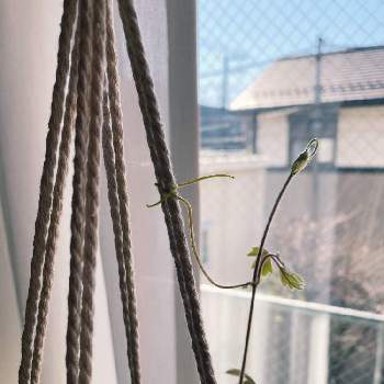 根活の画像 by ヌマ餃子さん | 窓辺とエレンダニカとiPhone11ProMaxと観葉植物と水やりと植中毒と日光浴と根活と鉢植えとDIY