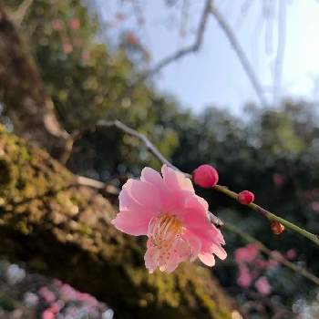 梅の花＊の画像 by Les fleurs ＊＊＊＊さん | お出かけ先とピンクと梅の花＊