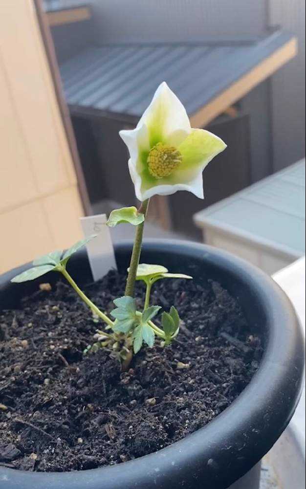 クリスマスローズ 19春種採取種 育成記録 Greensnap グリーンスナップ