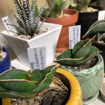 バナナ サンスベリアの投稿画像一覧 Greensnap グリーンスナップ