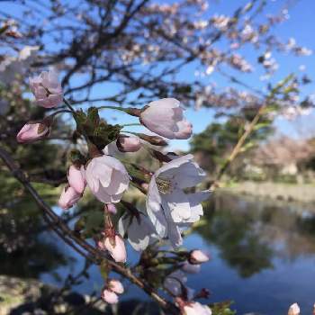池のある風景の画像 by tomoさん | ソメイヨシノと池のある風景と桜 ソメイヨシノと近所の公園とさくら 桜 サクラと今日のお花と青空の下