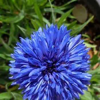 @青い花の画像 by Kevinさん | お出かけ先とヤグルマギク（矢車菊）と素敵❗と癒しと青い花とおうち園芸とお花大好き✨と可愛いと花のある暮らしとかわいいとヨーロッパ原産と@青い花