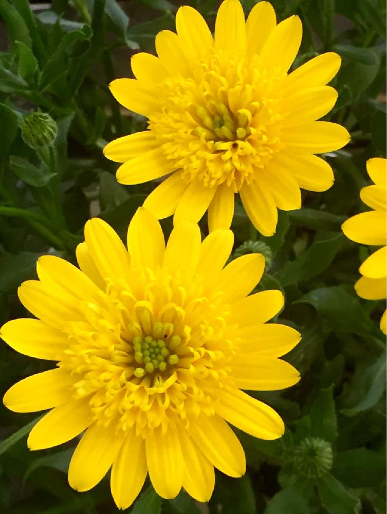 ダブルオステオスペルマムの投稿画像 by けいこさん｜スマホ撮影と花のある暮らし♡と黄色い花とウオーキング途中と