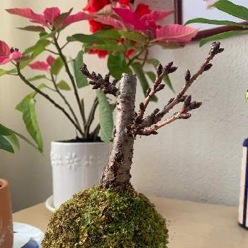 お部屋でお花見の画像 by ひろちゃんさん | 部屋と苔玉とお部屋でお花見と一才桜の苔玉