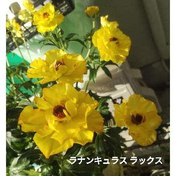 春一番の画像 by メリーさん | 小さな庭と春一番とおうち園芸と鉢植えと花のある暮らしとラナンキュラスラックスの花