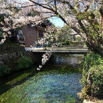 今日のお花。の画像 by 磯さんさん | 癒されて〜と川沿いの桜並木とみんながんばろうと今日のお花。と滋賀県醒井とお出かけ先。