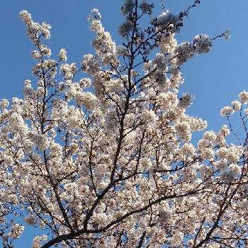そめいよしのの画像 by ようこさん | さくら 桜 サクラときょうのお花とそめいよしの
