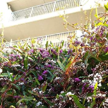 華やかな花の投稿画像一覧 Greensnap グリーンスナップ