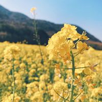 菜の花,いい天気,菜の花畑♡,お出かけ先の画像