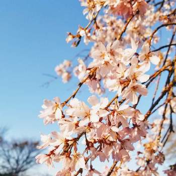 日本の美の画像 by まみさん | お出かけ先とソメイヨシノと和の心とスマホ撮影と日本の美と『2021桜』フォトコンテスト