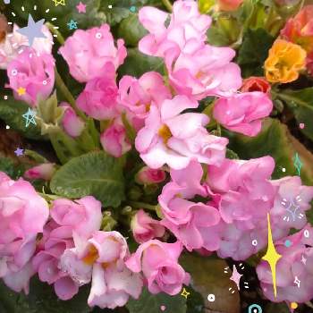 薔薇咲きジュリアン♡の画像 by レモンさん | 小さな庭とピンクの花とおうち園芸といやし♡と薔薇咲きジュリアン♡と可愛い♡