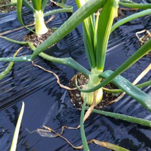 ミニ盆栽,冬野菜,家庭菜園奮闘日記,おうち園芸,おうちde菜園の画像