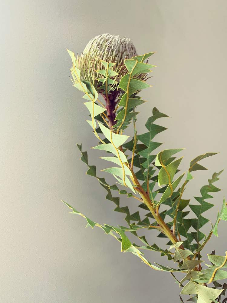 ヤバイ 買ってしまった の投稿画像 By ボーダーさん 三角の葉魅了とインテリアとお花と存在感 と花のある暮らしとオージー好きと日向ぼっこと癒しのひと時とバンクシア バクステリーとインテリアとヤバイ 買ってしまった と三角の葉魅了とインテリアとお花と存在感