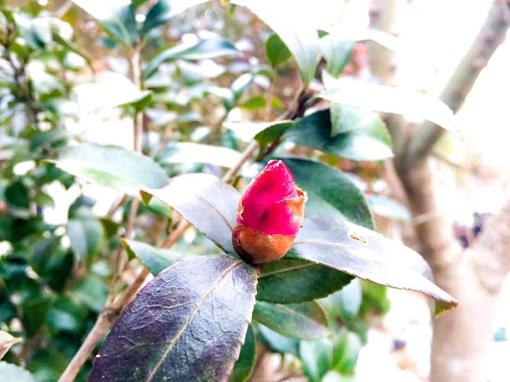 椿とサザンカの見分け方 Greensnap グリーンスナップ