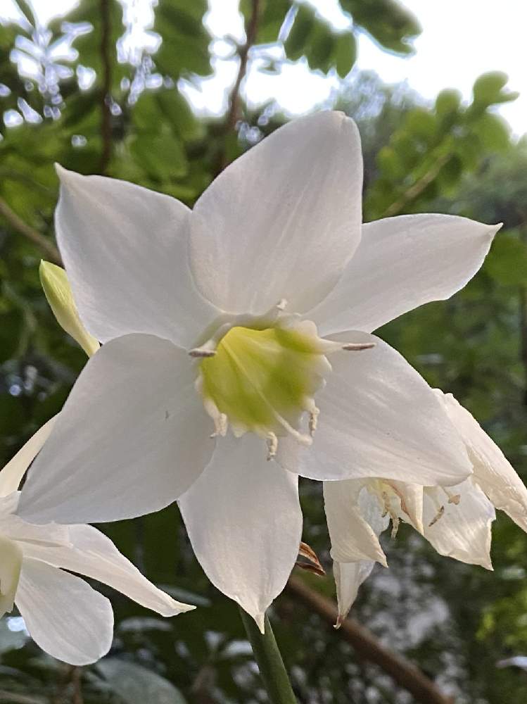 アマゾンリリーの投稿画像 By 香港おうち満喫さん 21月2月21日 Greensnap グリーンスナップ