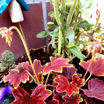 もみじ葉ゼラニウムの投稿画像一覧 Greensnap グリーンスナップ