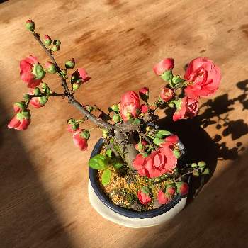 ボケ盆栽の投稿画像一覧 Greensnap グリーンスナップ