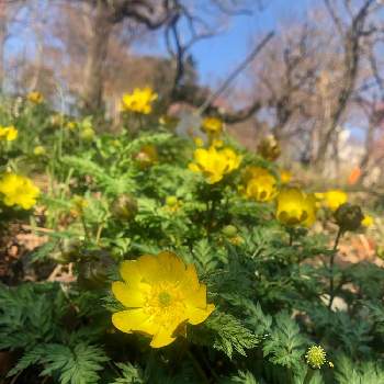 福寿草 フクジュソウ の育て方 肥料や植え替えの時期は 増やし方は Greensnap グリーンスナップ