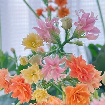 長持ちする花の投稿画像一覧 Greensnap グリーンスナップ