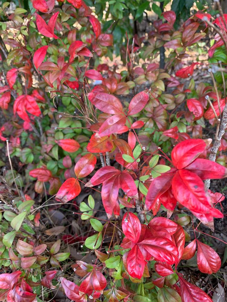 わっこさんの投稿画像 21月2月21日 Greensnap グリーンスナップ