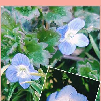 オオイヌノフグリ Greensnap グリーンスナップ