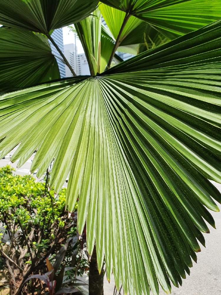 ウチワヤシの投稿画像 By ピカチュウさん やし 21月2月21日 Greensnap グリーンスナップ Greensnap グリーンスナップ