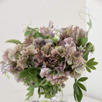 豆の花の投稿画像一覧 Greensnap グリーンスナップ