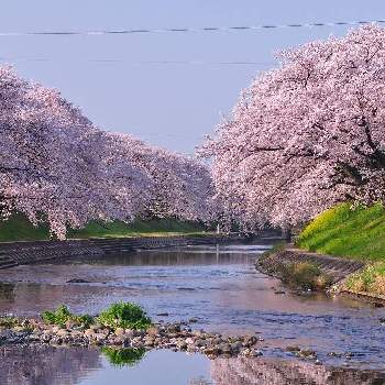 川沿いの桜並木の画像 by かばっちさん | お出かけ先とソメイヨシノと過去picと川沿いの桜並木