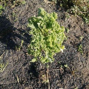  ケール,無農薬,栽培記録,冬野菜,露地栽培の画像