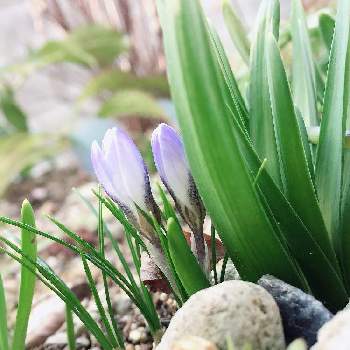 紫のクロッカスの画像 by こっこさん | 小さな庭とクロッカスと春のお花とスマホ撮影とクロッカスの花と紫のクロッカスとiPhone撮影