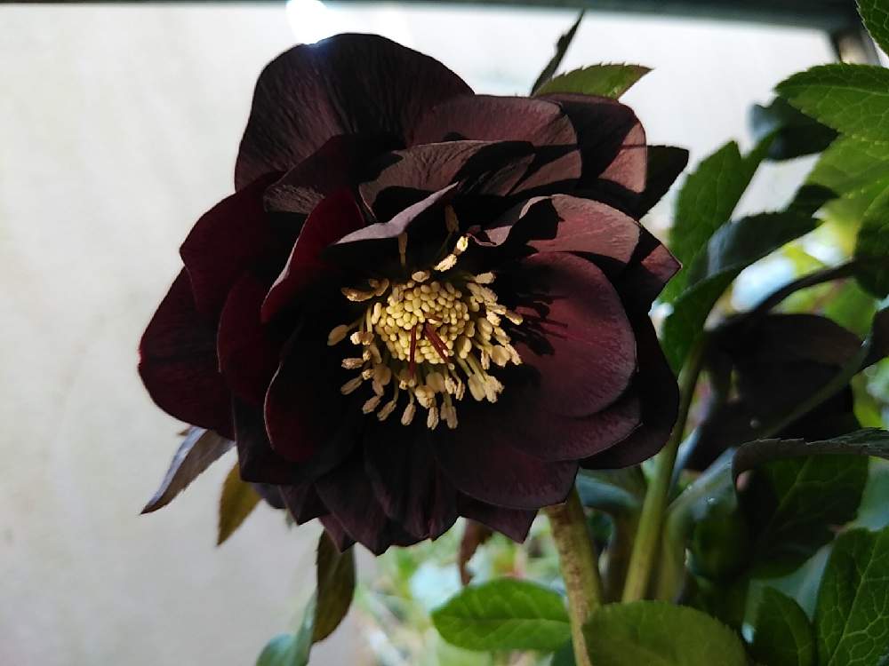 ヘレボルス クリスマスローズの投稿画像 By 96さん クリスマスローズ ダブルとブラック系と多年草と クリスマスローズとかわいいな と咲いた 21月2月21日 Greensnap グリーンスナップ