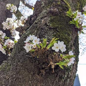 スマイルの画像 by 千春さん | お出かけ先とお散歩♪と桜 ソメイヨシノとスマイルと花のある暮らしときょうのお花