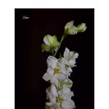 可愛いお花❀の画像 by Botanii*さん | デルフィニウムと白いお花とちっちゃいお花と可愛いお花❀と心奪われたお花