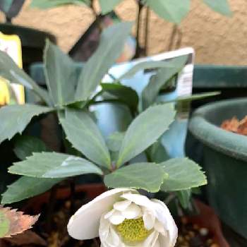 クリスマスローズ ダブルファンタジーの投稿画像一覧 Greensnap グリーンスナップ