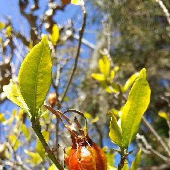 オレンジ色の実の投稿画像一覧 Greensnap グリーンスナップ