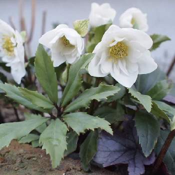 クリスマスローズ ダブルファンタジーの投稿画像一覧 Greensnap グリーンスナップ