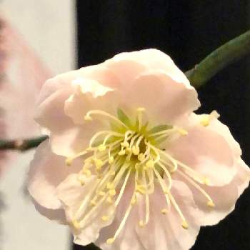 室内鉢植えの投稿画像一覧 Greensnap グリーンスナップ