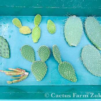 cactus farm ZUKERANの画像 by ズケランサボテン園  Cactus farm Zukeranさん | 畑と多肉植物とドライガーデンとサボテン科とcactusとズケランサボテン園とokinawaと沖縄とGS映えとGS日和とno green no lifeとおうち園芸と植中毒とcactus farm ZUKERANと多肉女子とGREEN UP!とハウス見学はお休みしておりますとsucculent