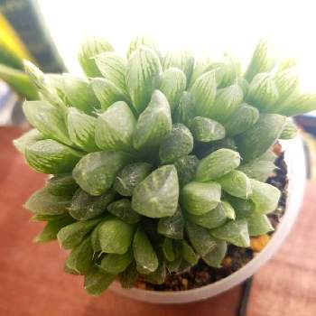 光オブツーサの投稿画像一覧 Greensnap グリーンスナップ